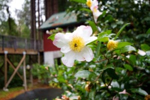 Blossom flower at Creekside Resort
