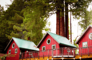 Creekside Resort Cabins and redwoods