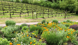 Lynmar Winery gardens and vines