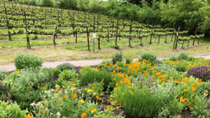 Lynmar Winery gardens