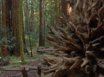 Armstrong Woods State Natural Reserve