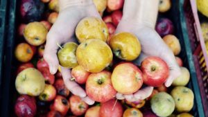Apples
